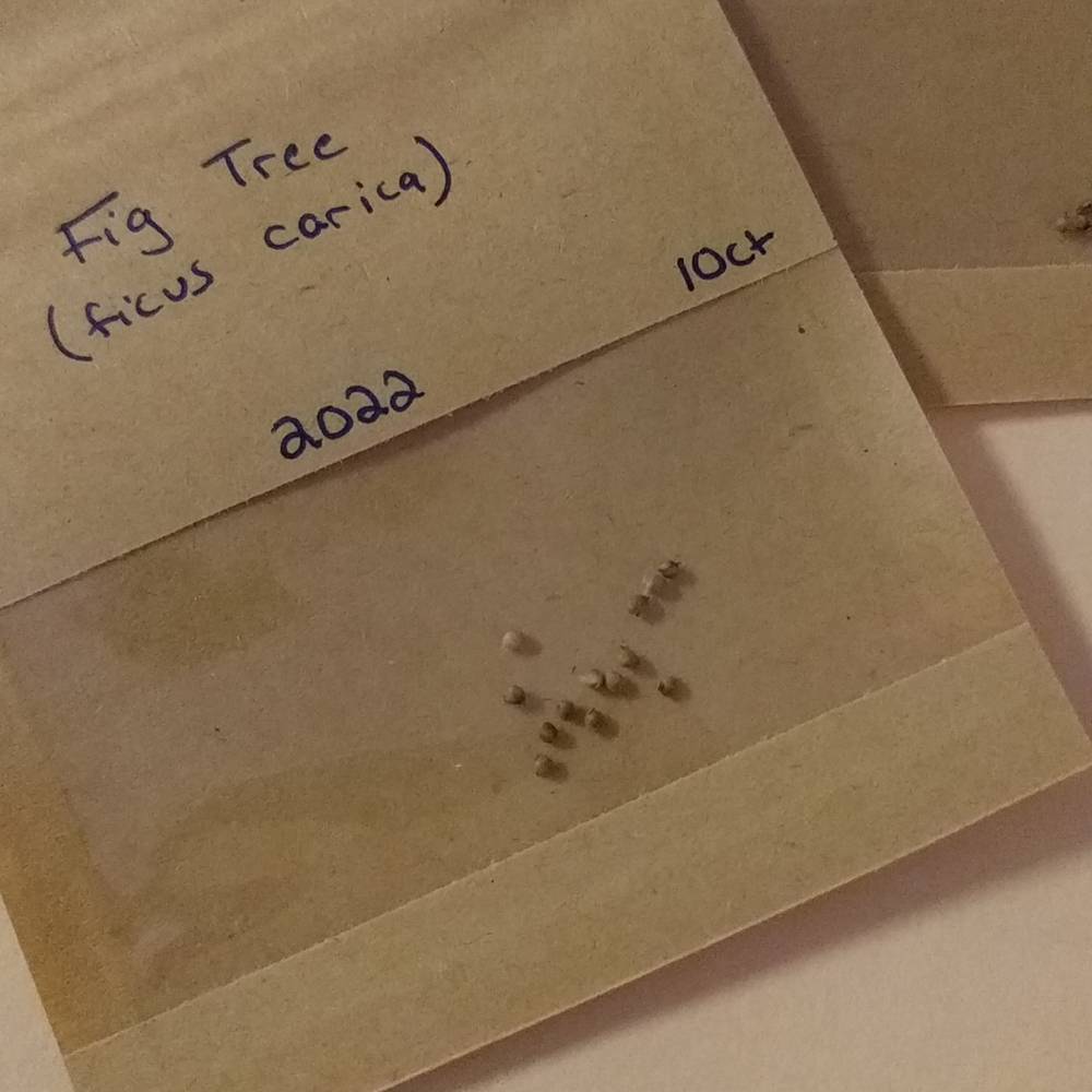 Fig Tree Seeds - Picture 4 of 4